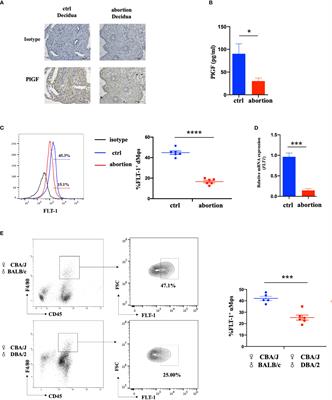 PlGF/FLT-1 deficiency leads to reduced STAT3-C/EBPβ signaling and aberrant polarization in decidual macrophages during early spontaneous abortion